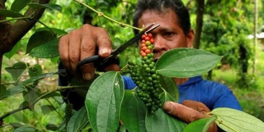 Petani Lada Belitung Sumringah Sambut Program Kementan Kembalikan Kejayaan Rempah