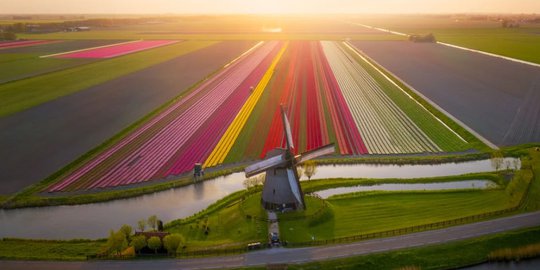 Begini Indahnya Pemandangan Ladang-Ladang Tulip di Belanda