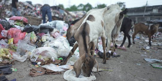 Potret Kambing Pemakan Sampah di Ibu Kota