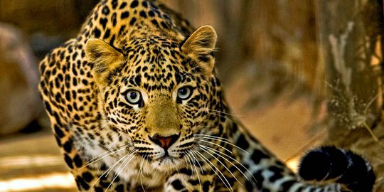 Pria India Tewas Diterkam Macan Tutul Saat Buang Hajat