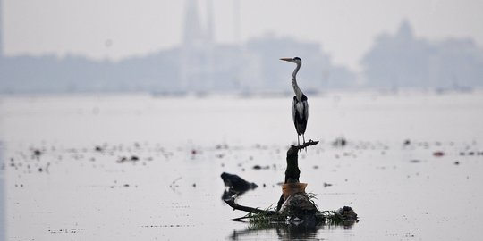 Lakukan Pengamatan di Peringatan Hari Burung Migrasi Sedunia