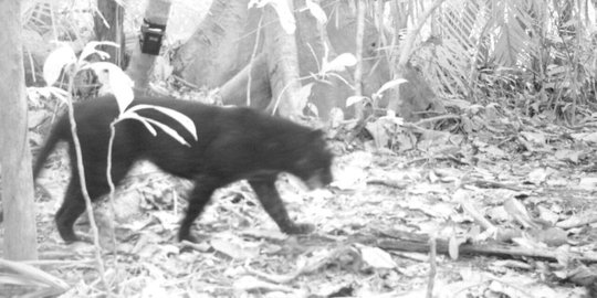 Macan Kumbang Nusakambangan Turun Gunung