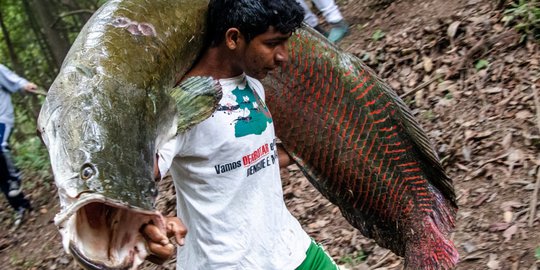 Memburu Raksasa Amazon di Tengah Populasinya yang Melimpah