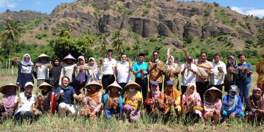 Program Demplot Pupuk Indonesia Tingkatkan Produksi Pertanian Hingga 30 Persen