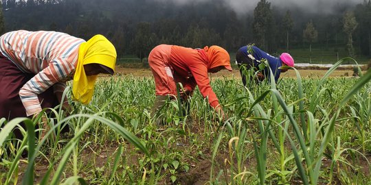 Kementan Tetap Fokus Swasembada Bawang Putih dan Tegas Mafia Pangan