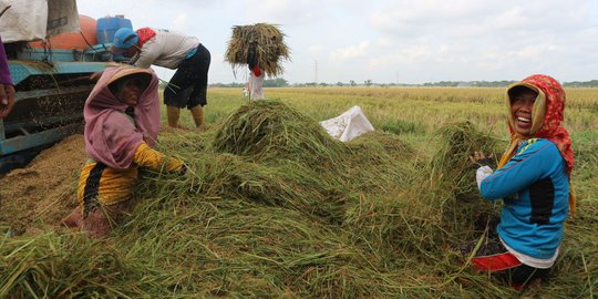 Upah Nominal Harian Buruh Tani April 2019 Tercatat Rp53.952