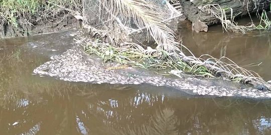 Tercemar Limbah, Sungai di Jembrana Beraroma Busuk