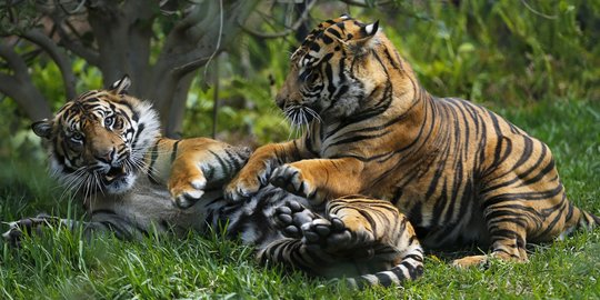 Diduga Dimangsa Harimau, Warga Padang Lawas Tewas