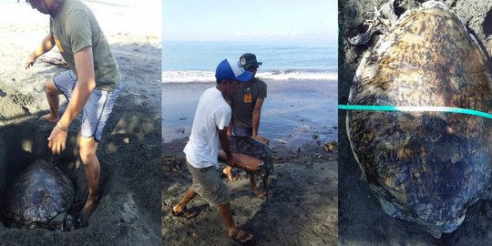 Lagi, Penyu Mati Terdampar di Pesisir Pantai Jembrana