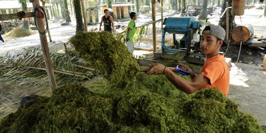 Desa Dataran Kempas Kembangkan Pupuk Organik Sebagai Prukades