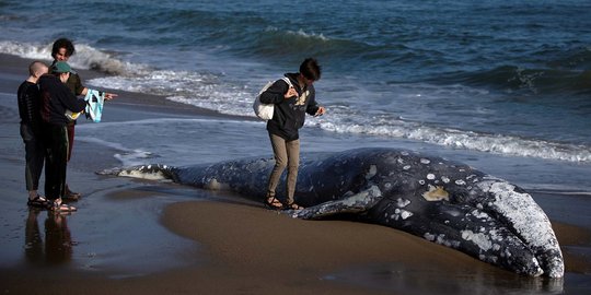 Paus Abu-Abu Terdampar di Pantai San Fransisco