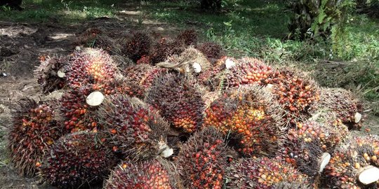 RI Bakal Tiru Jepang Ubah Limbah Sawit Jadi Uang