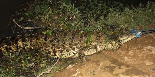 2 Buaya Nusakambangan Bikin Heboh Emak-Emak di Perahu