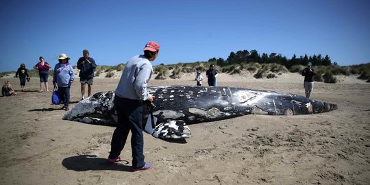 Paus Mati Terdampar Jadi Tontonan Warga di Pantai California