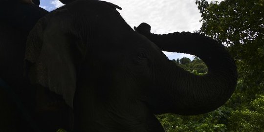 Selamatkan Habitat Gajah, Proyek Jalan Tol Pekanbaru-Dumai Bangun Underpass