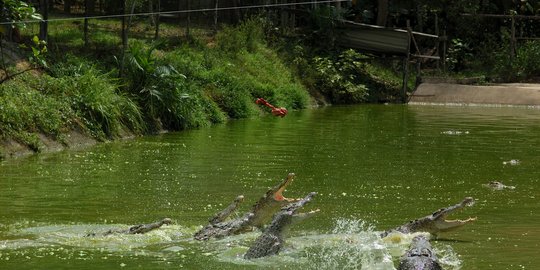 Warga Kampung Laut Cilacap Diimbau Waspada Kemunculan Buaya Muara