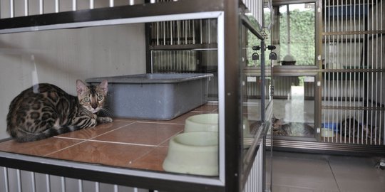 Jelang Lebaran, Penitipan Kucing Ramai Didatangi Warga