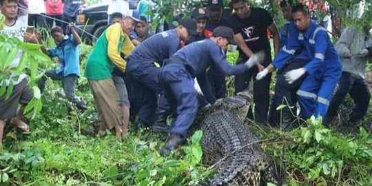Kerap Muncul ke Permukaan, Buaya 4 Meter Ditangkap Warga Bontang