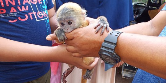 Bayi Lutung Jawa yang Ditemukan di Pinggir Jalan Diserahkan BBKSDA Jatim