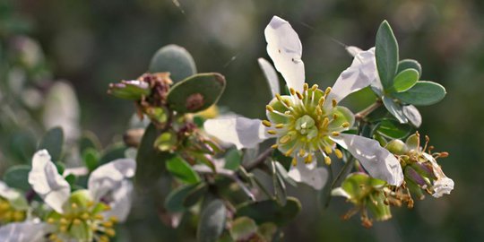 jojoba