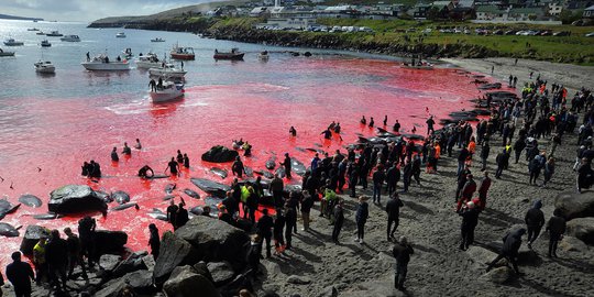 Sadisnya Tradisi Pembantaian Paus di Kepulauan Faroe