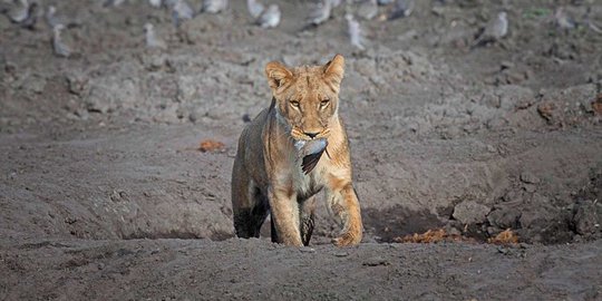 Masuk Catatan Sejarah, 14 Singa Kabur dari Cagar Alam Terbesar di Afrika