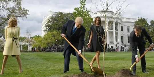Pohon Simbol Persahabatan Donald Trump dan Emmanuel Macron Mati