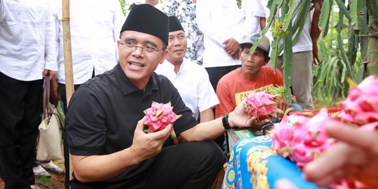 Garap Buah Naga Semiorganik, Petani Banyuwangi Untung Ratusan Juta