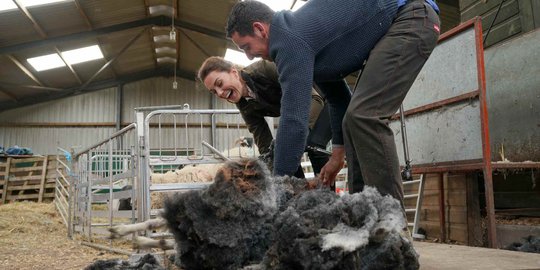 Kunjungi Peternakan, Kate Middleton Cukur Bulu Domba