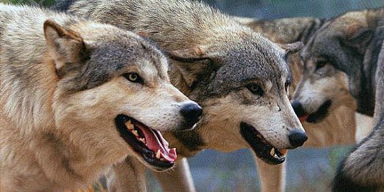 Kepala Serigala Berusia 40.000 Tahun Ditemukan di Siberia