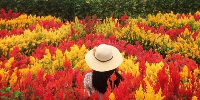 Warna-Warni Bunga Celosia di Resoinangun Garden, Pantai Samas