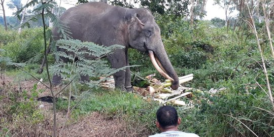 Bikin Resah Warga, 3 Gajah Masuk Permukiman di Indragiri Hulu Diusir Pakai Petasan