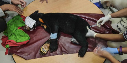 Terjerat Jebakan Babi di Aceh, Kaki Beruang Madu Ini Diamputasi