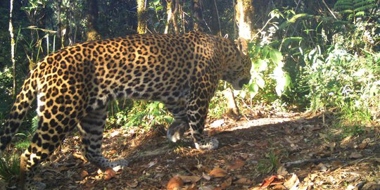 Remaja India Duel dengan Macan Tutul Demi Selamatkan Adiknya