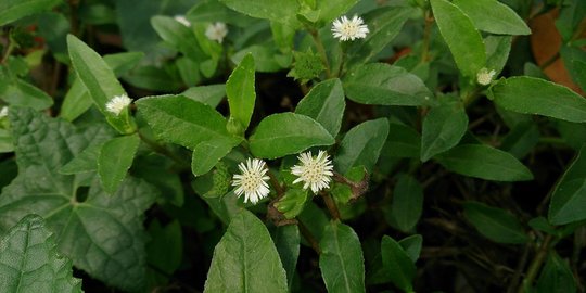 10 Herba yang Teruji Klinis Manjur untuk Tingkatkan Kesuburan Rambut