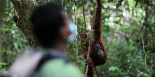 Dua Orangutan Dilepasliarkan ke Cagar Alam Jantho di Aceh Besar