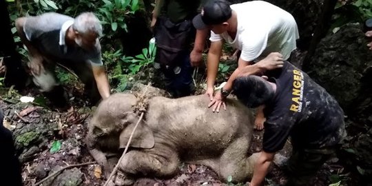 Anak Gajah di Pedalaman Hutan Aceh Timur Terjerat Jebakan sampai 2 Pekan