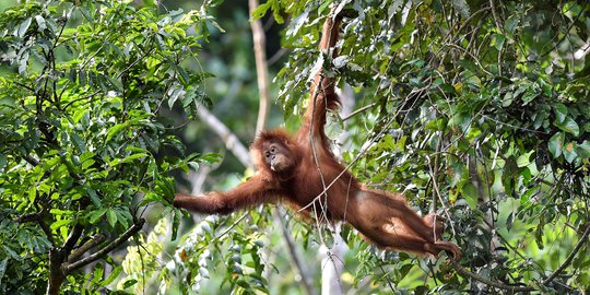 Melihat Pelepasan Dua Orangutan Sumatera di Aceh