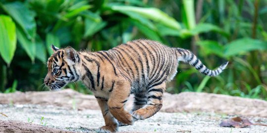 BKSDA Ragu Petani Karet di Muratara Tewas Diterkam Harimau