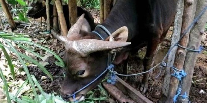 Warga Bangli Dibuat Heboh Sapi Bertanduk Tiga