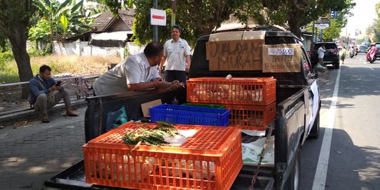 Gulung Tikar, Peternak di Jateng dan Yogyakarta Bagi-Bagi Ayam Gratis