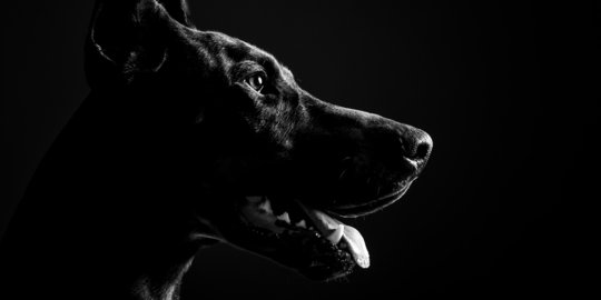 Bocah Perempuan 6 Tahun Digigit 2 Anjing di Hotel Kawasan Sleman