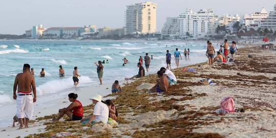 Hamparan Rumput Laut Cemari Pantai di Meksiko