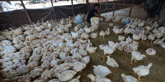 Pasokan Ayam di Jawa Tengah Melimpah Bikin Harga Anjlok, Diduga Ulah Peternak Ilegal