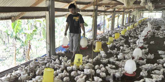 Harga Ayam Anjlok, Kemendag Minta Sektor Hulu Tahan Suplai
