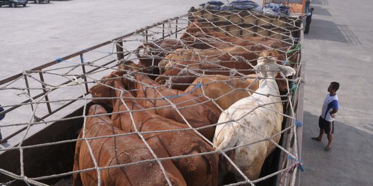 Pemerintah Masih Pastikan Daging Sapi Asal Argentina Bebas Penyakit
