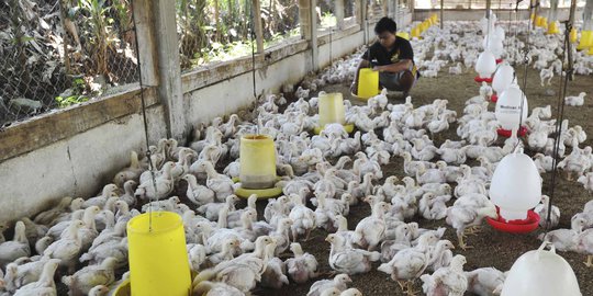 Protes Harga Anjlok, Peternak Bagikan 6.500 Ayam Gratis Pada Masyarakat