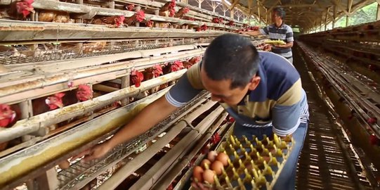 Gopan: Pasokan Anak Ayam Capai 60 Juta per Minggu, Awal Kemunculan Tragedi
