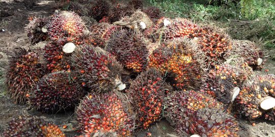 5.000 Ha Kelapa Sawit di Sumut Diremajakan