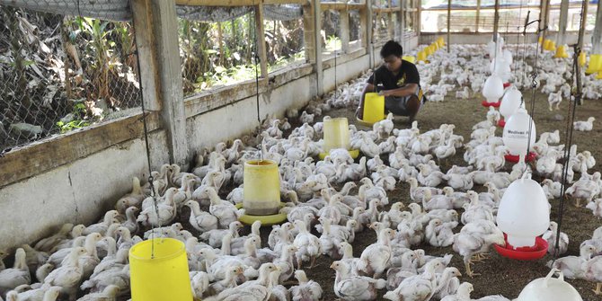 Fakta-Fakta Di Balik Anjloknya Harga Daging Ayam, Hingga Peternak ...